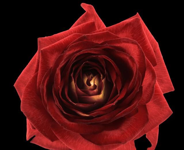 花语（玫瑰，朵数）您该送几朵花表达什么呢？