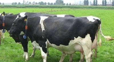 牛得了乳房炎怎么治图3