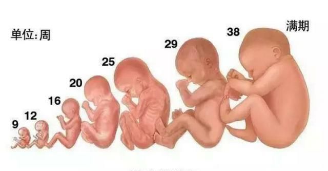 女人怀孕多长时间才能检查出来(女人怀孕需要多长时间能检查出来)图2