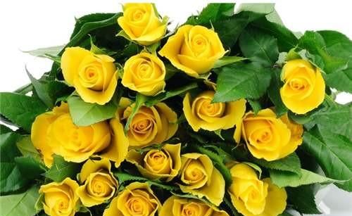 送黄色玫瑰花代表什么意思图4