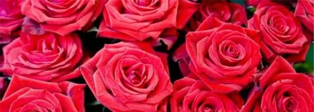 情人节为什么要送玫瑰花和巧克力图2