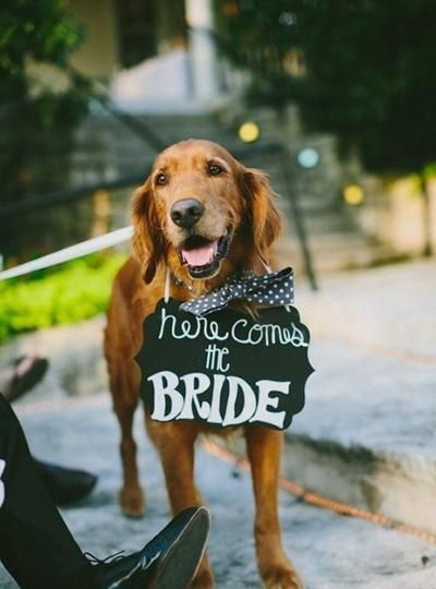 婚礼中的宠物狗怎样打扮图4