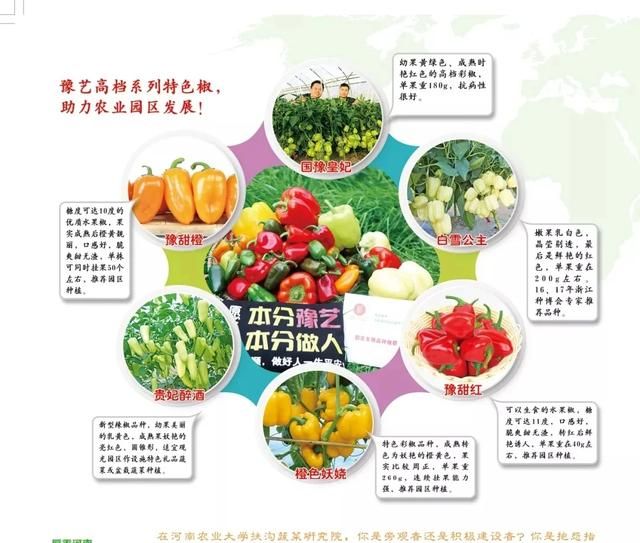 蔬菜怎么种才能种得好,蔬菜怎么种才能长得好图5