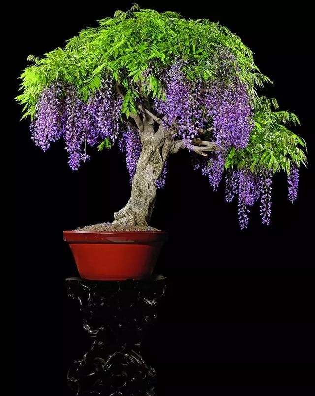 紫藤花如何栽培成活率高,紫藤花籽的栽培图11