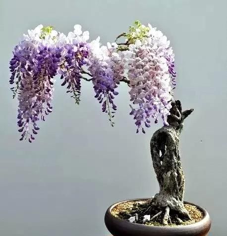 紫藤花如何栽培成活率高,紫藤花籽的栽培图13