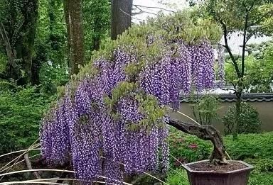 紫藤花如何栽培成活率高,紫藤花籽的栽培图14
