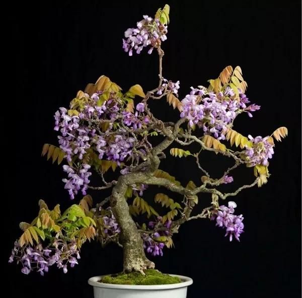 紫藤花如何栽培成活率高,紫藤花籽的栽培图17