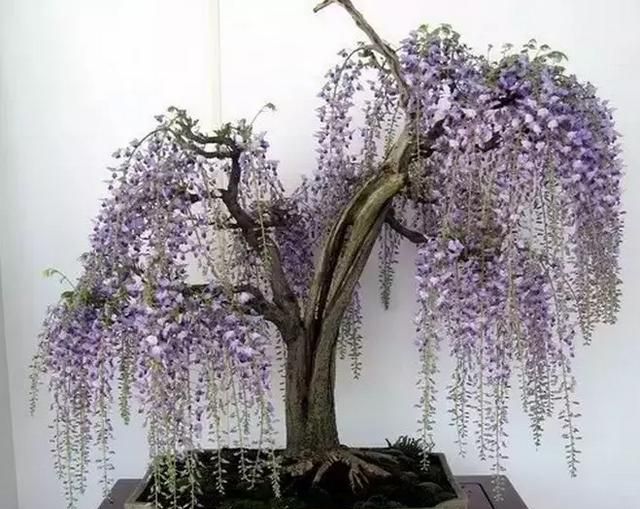 紫藤花如何栽培成活率高,紫藤花籽的栽培图18