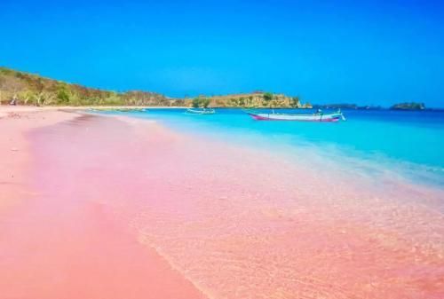 世界上的粉色沙滩在哪里图1
